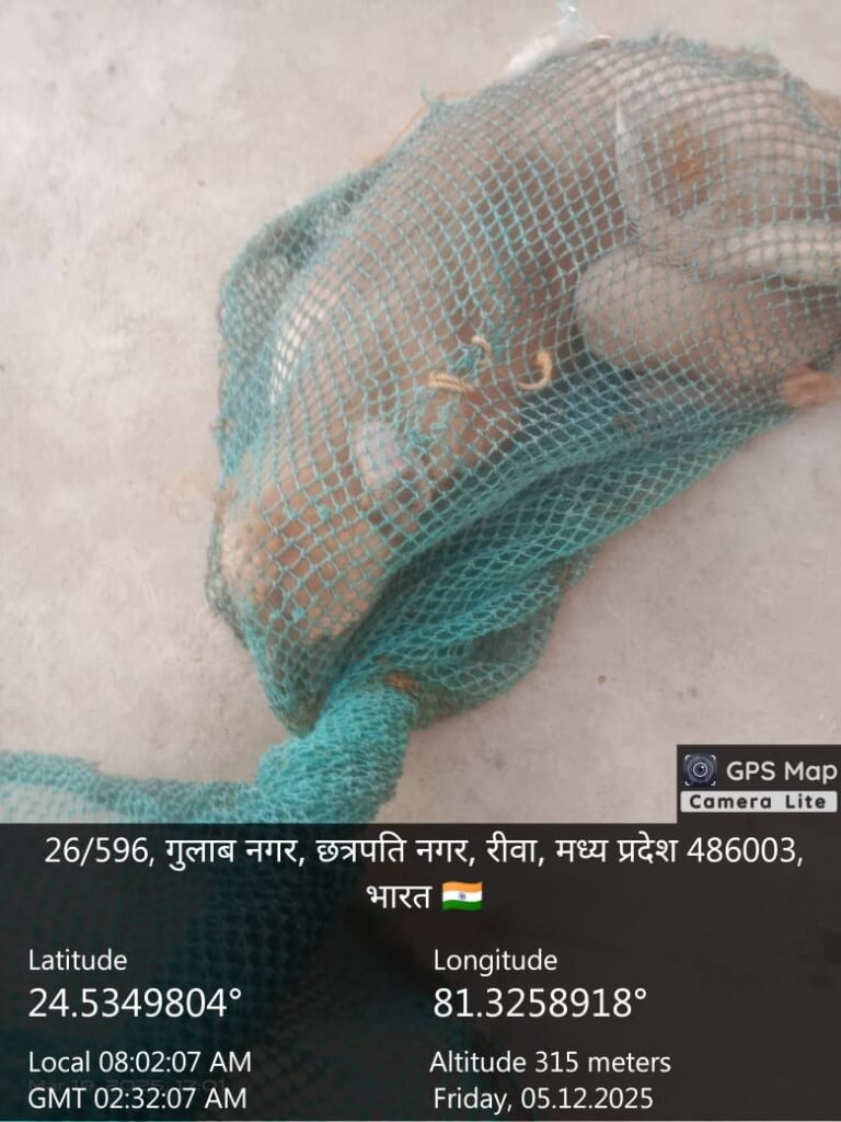 आवारा कुत्तों की नसबंदी में 40 लाख रुपये खर्च करेगा रीवा नगर निगम…